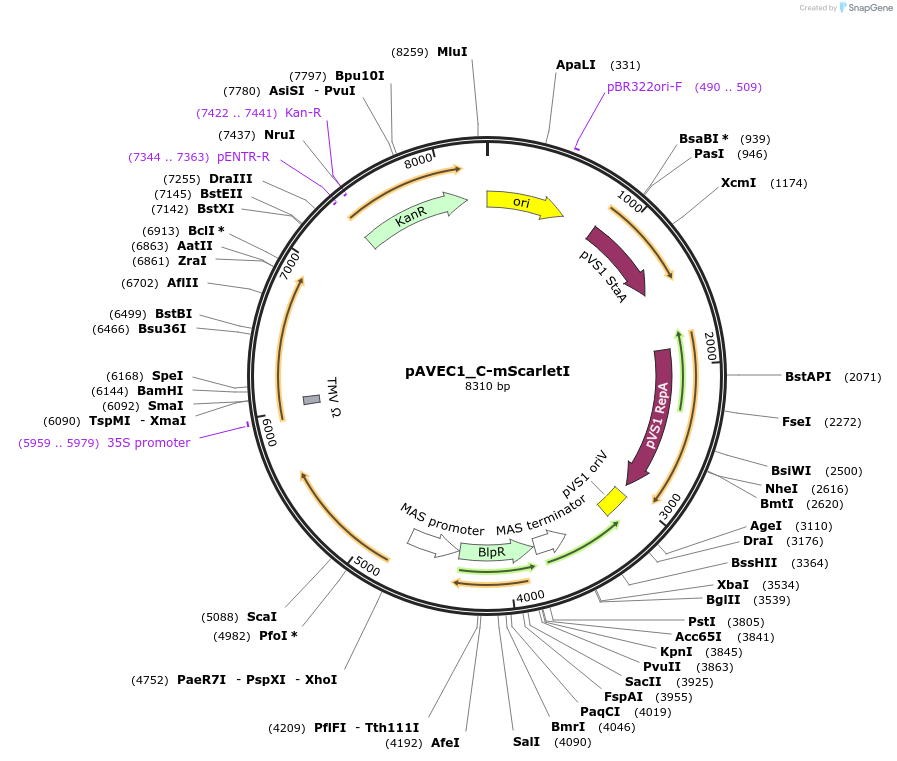 231282-plasmid-map-sequence-id-461064