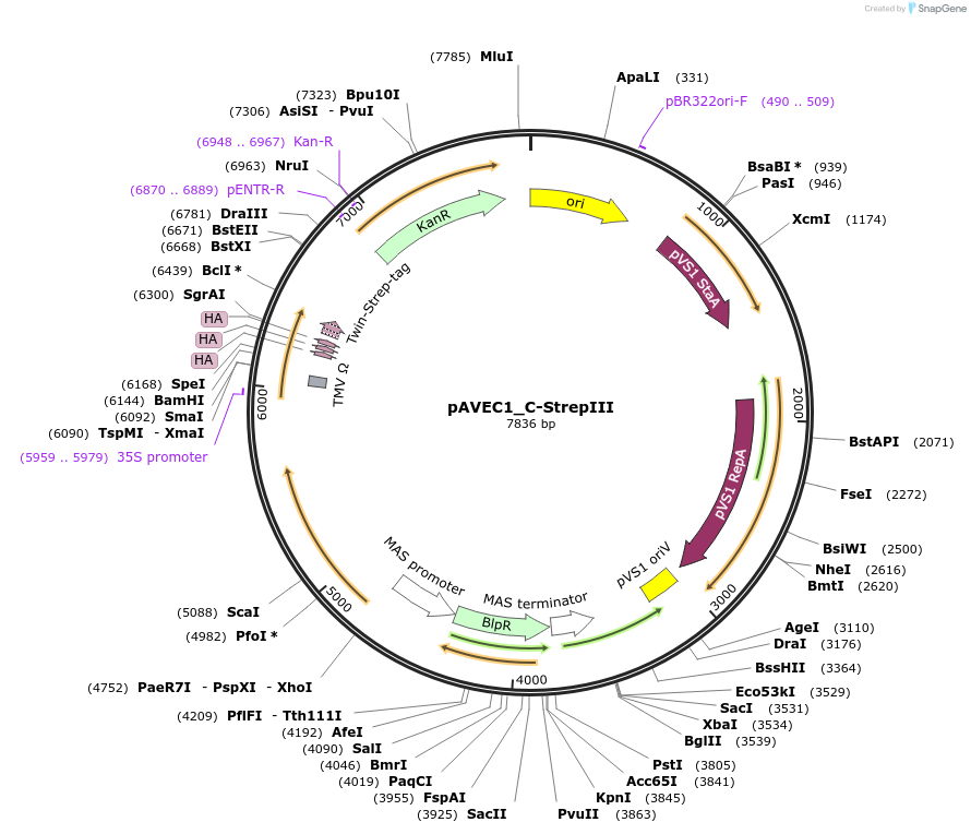 231284-plasmid-map-sequence-id-461065