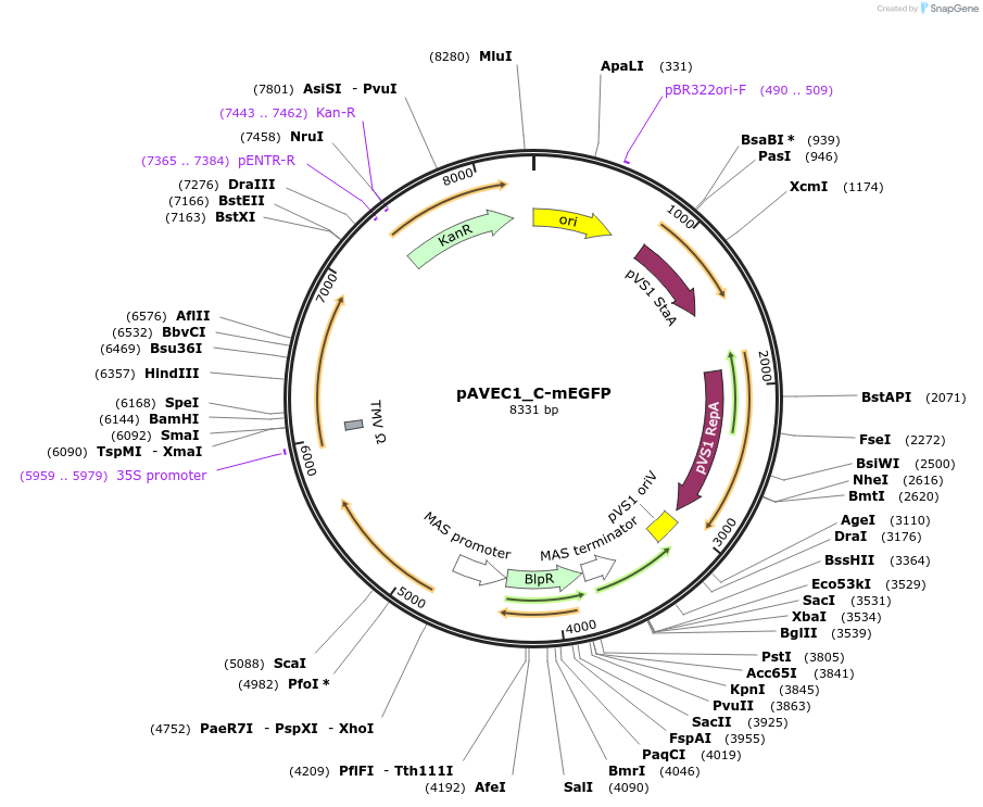 231279-plasmid-map-sequence-id-461067