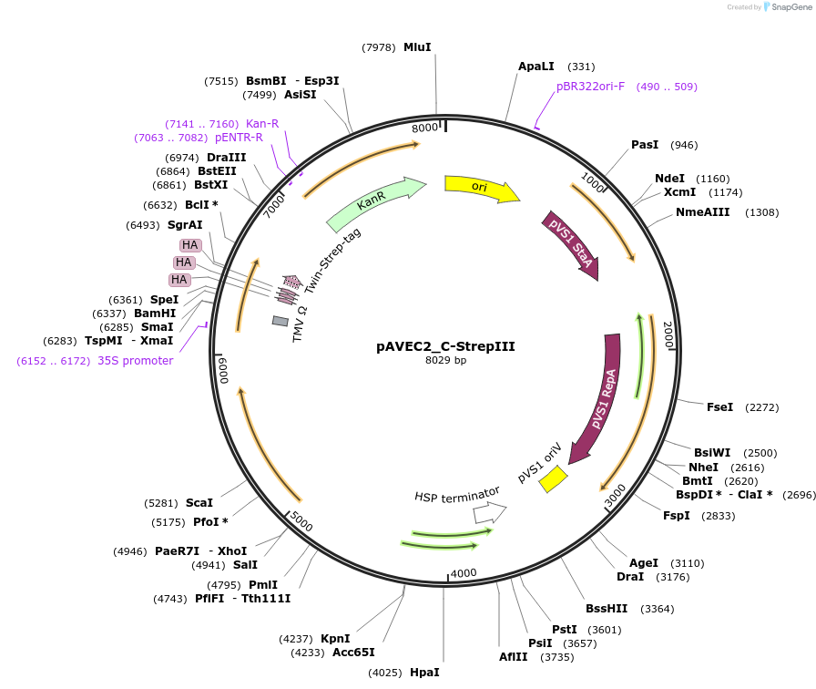 231300-plasmid-map-sequence-id-461068
