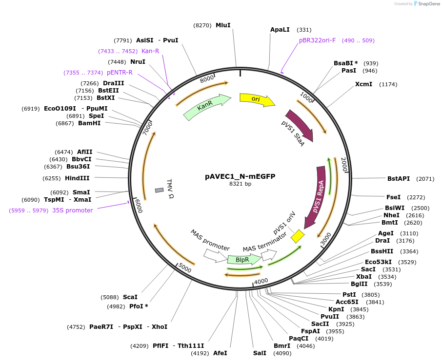 231271-plasmid-map-sequence-id-461069