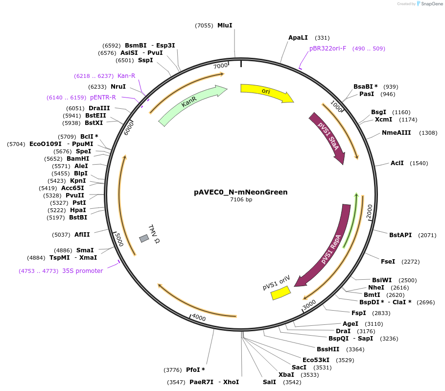 231256-plasmid-map-sequence-id-461070