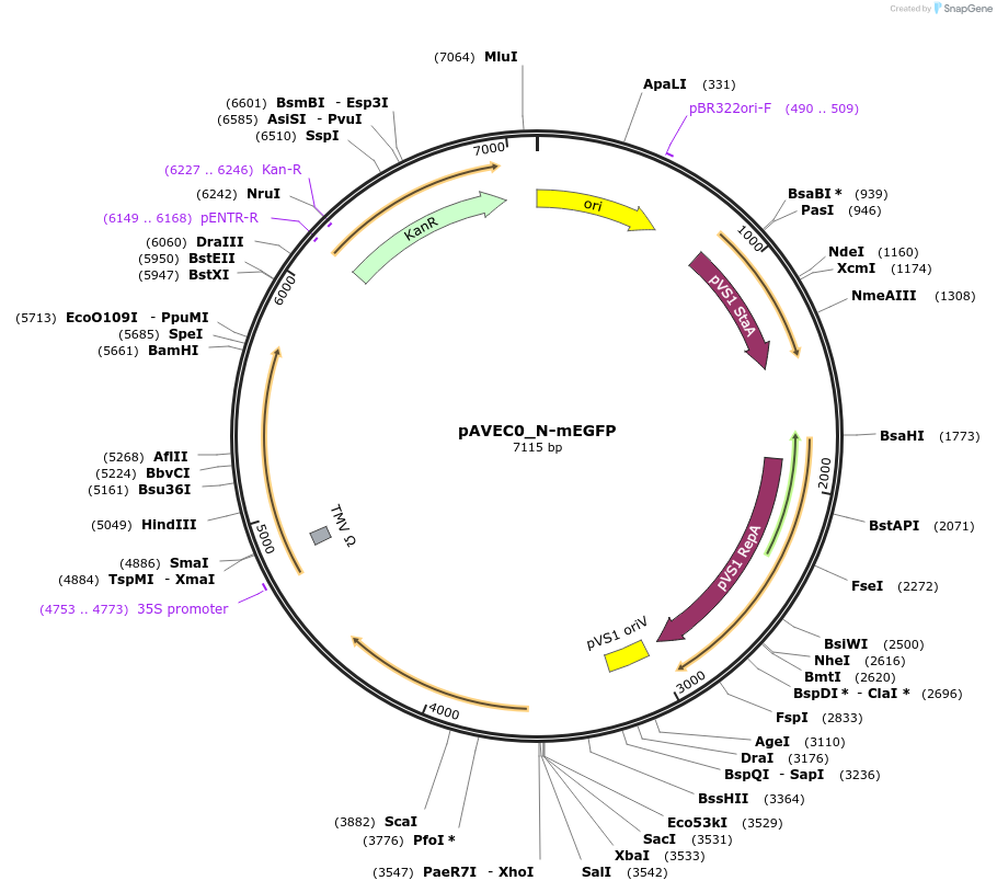 231255-plasmid-map-sequence-id-461071