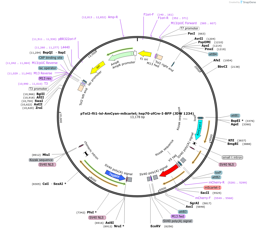 229810-plasmid-map-sequence-id-461094