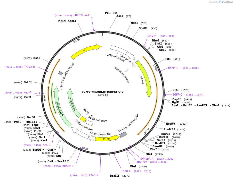231773-plasmid-map-sequence-id-461098