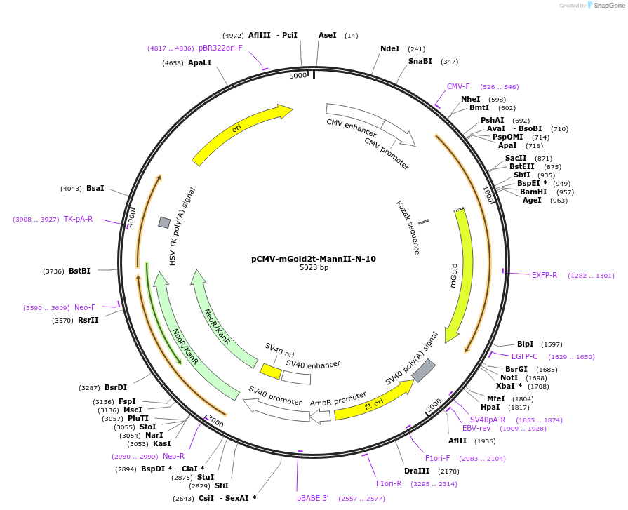 231777-plasmid-map-sequence-id-461103
