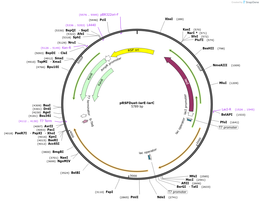 232793-plasmid-map-sequence-id-461106