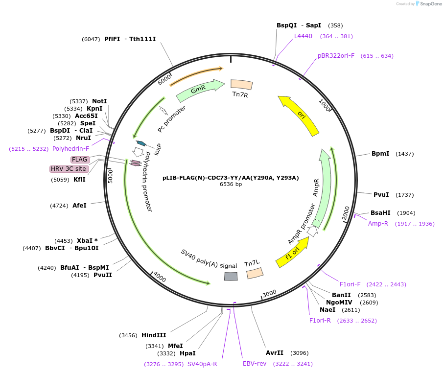 231740-plasmid-map-sequence-id-461121