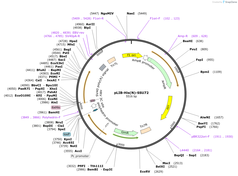 231723-plasmid-map-sequence-id-461123