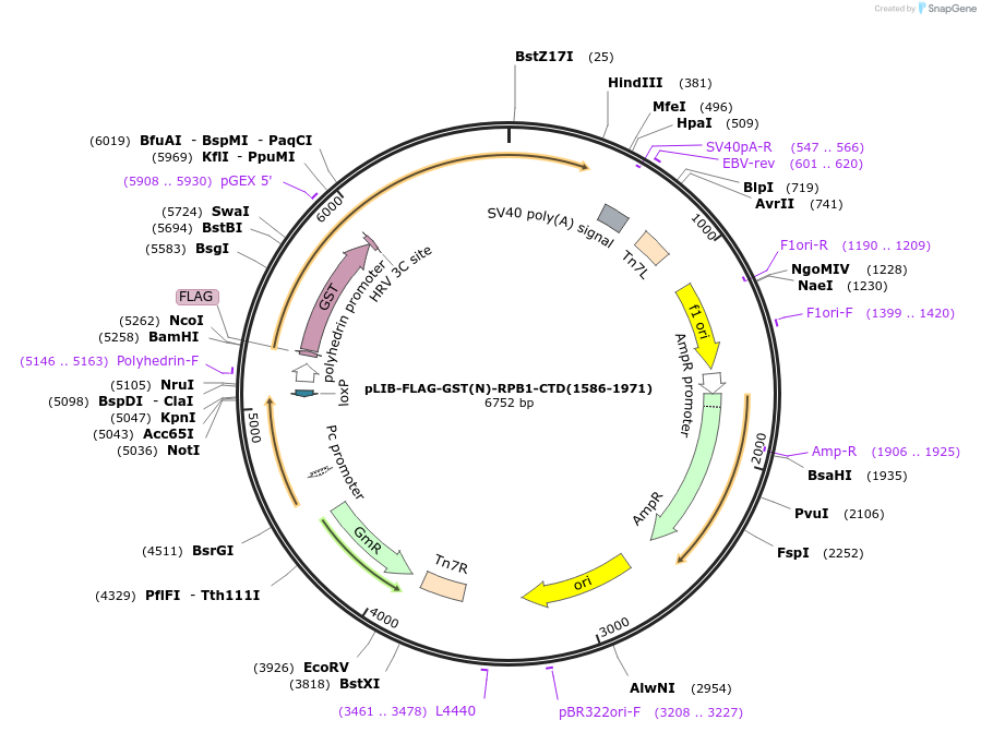 231721-plasmid-map-sequence-id-461135