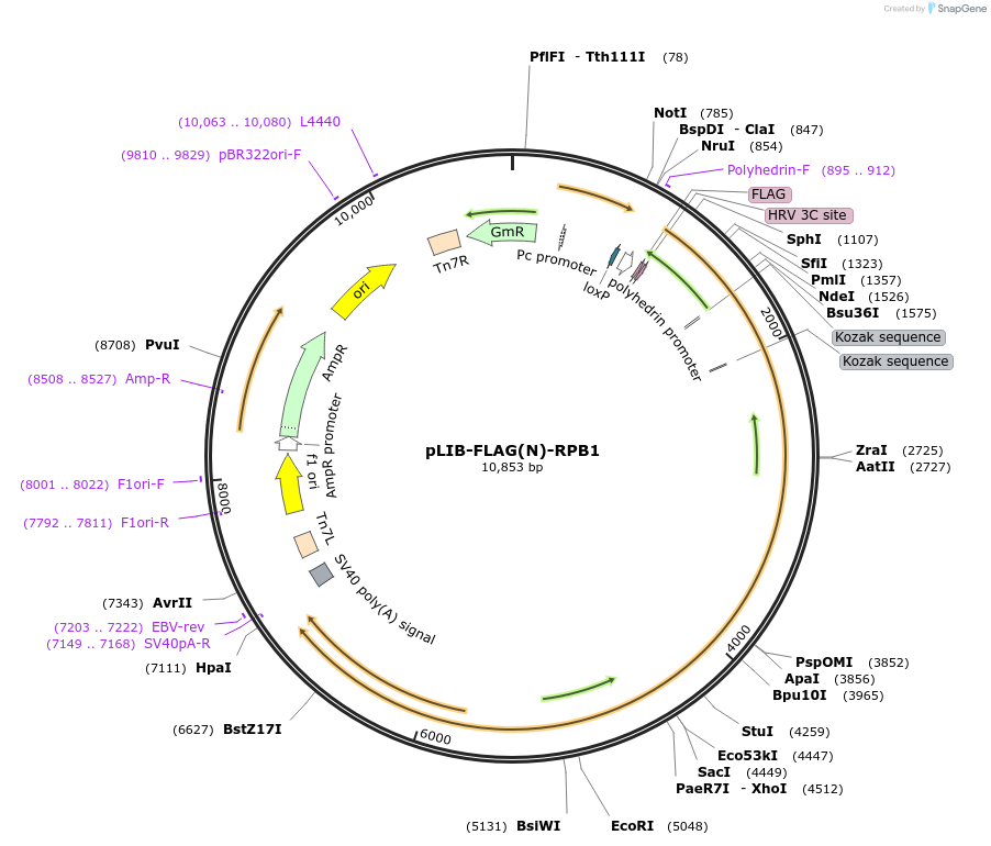 231722-plasmid-map-sequence-id-461136