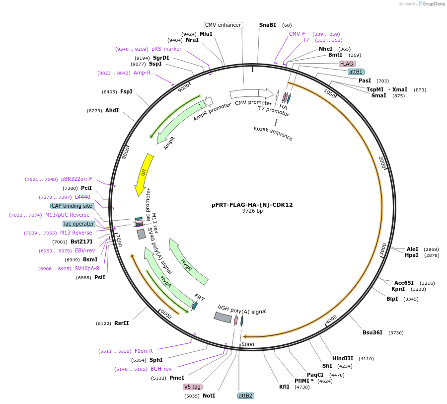 231750-plasmid-map-sequence-id-461140