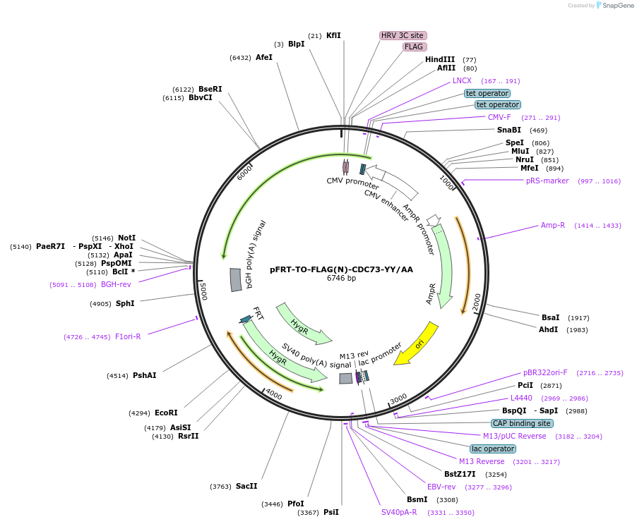 231753-plasmid-map-sequence-id-461141