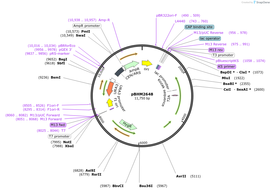 229990-plasmid-map-sequence-id-461146