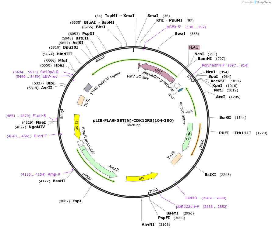 231738-plasmid-map-sequence-id-461148