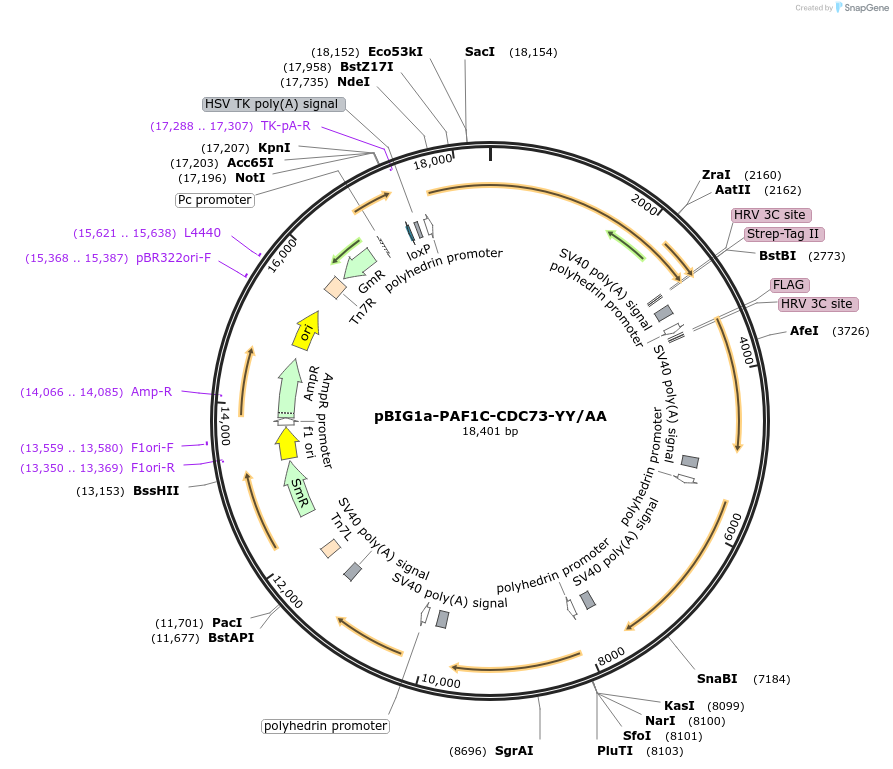 231749-plasmid-map-sequence-id-461152