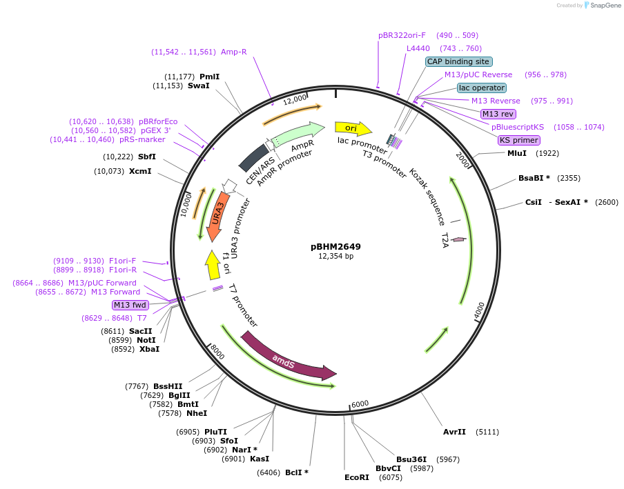 229991-plasmid-map-sequence-id-461155