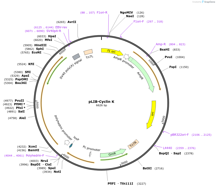 231718-plasmid-map-sequence-id-461158