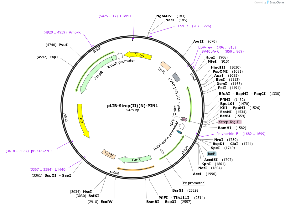 231724-plasmid-map-sequence-id-461163