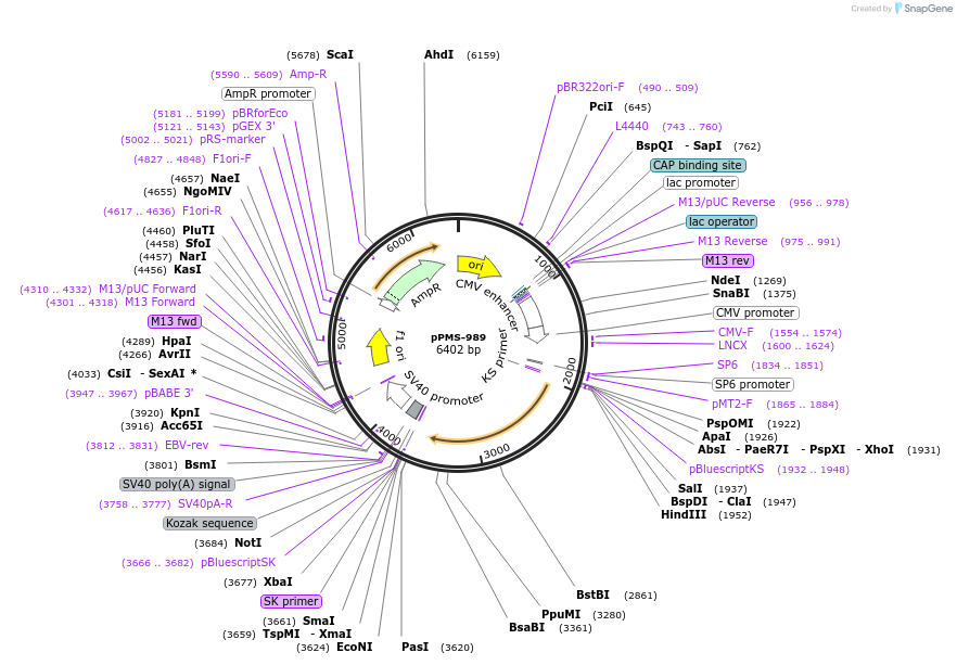 232281-plasmid-map-sequence-id-461166
