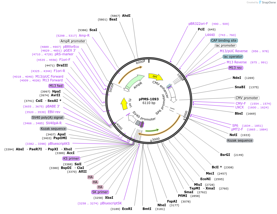 232284-plasmid-map-sequence-id-461167