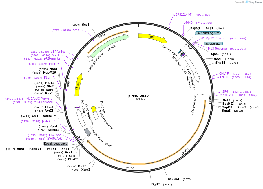 232291-plasmid-map-sequence-id-461168