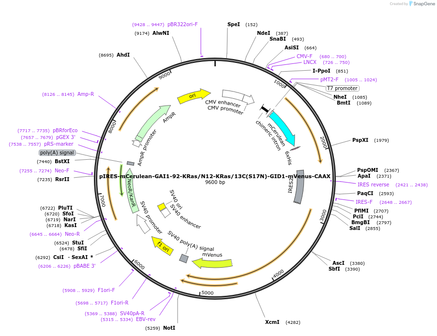 232263-plasmid-map-sequence-id-461170