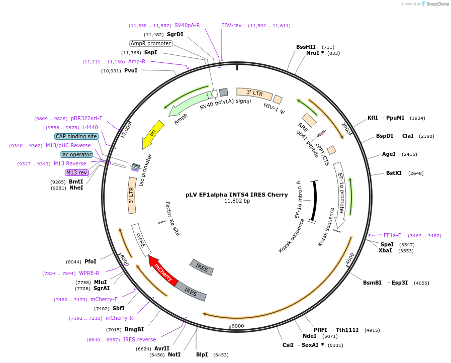 232109-plasmid-map-sequence-id-461171