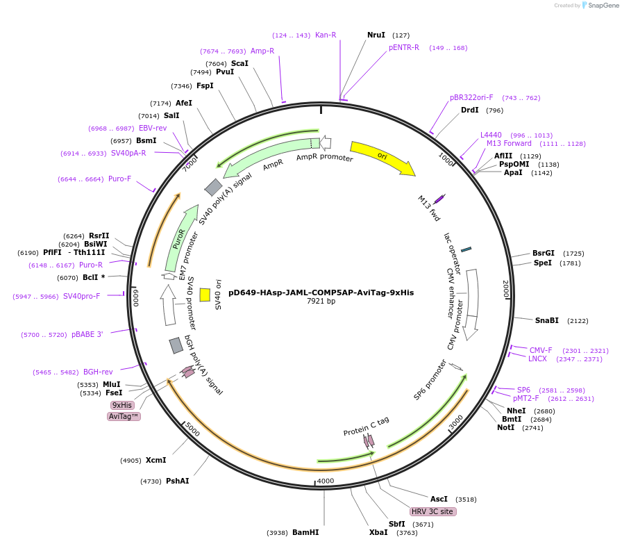 157271-plasmid-map-sequence-id-461172