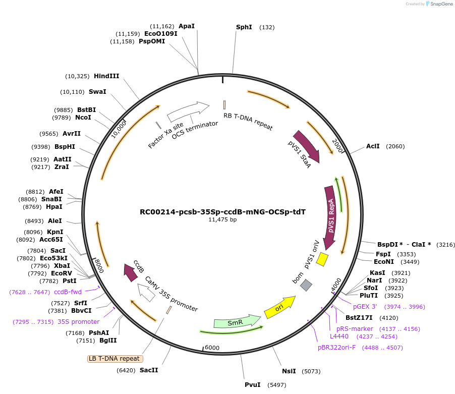 209019-plasmid-map-sequence-id-461176