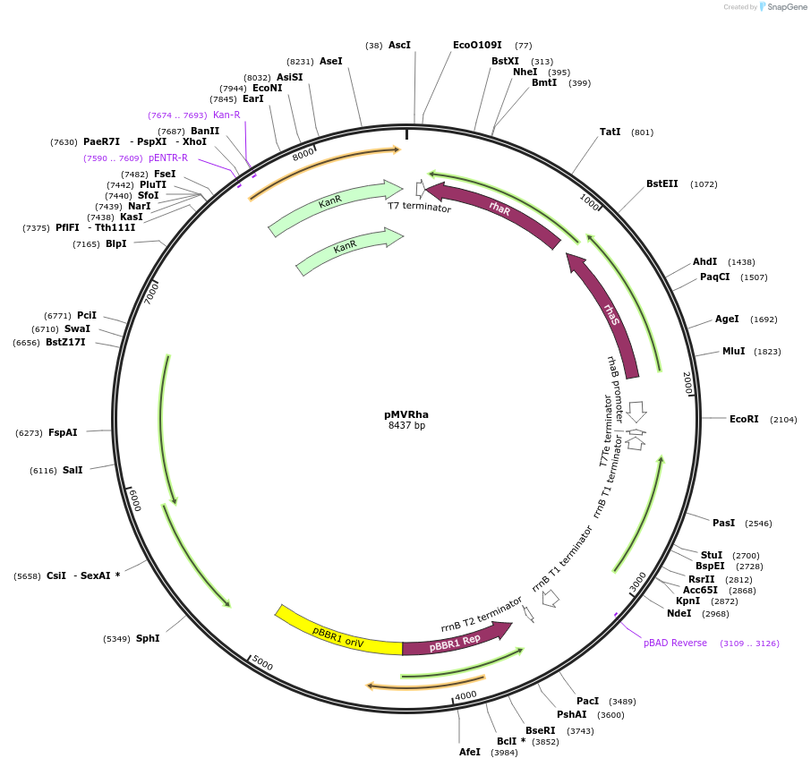 229553-plasmid-map-sequence-id-461178