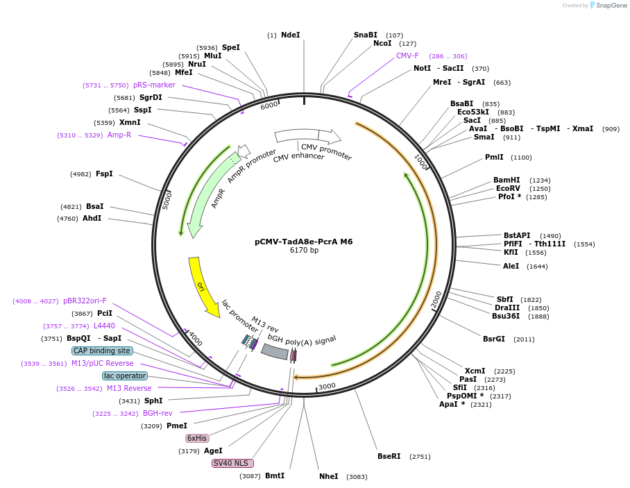 221229-plasmid-map-sequence-id-461180