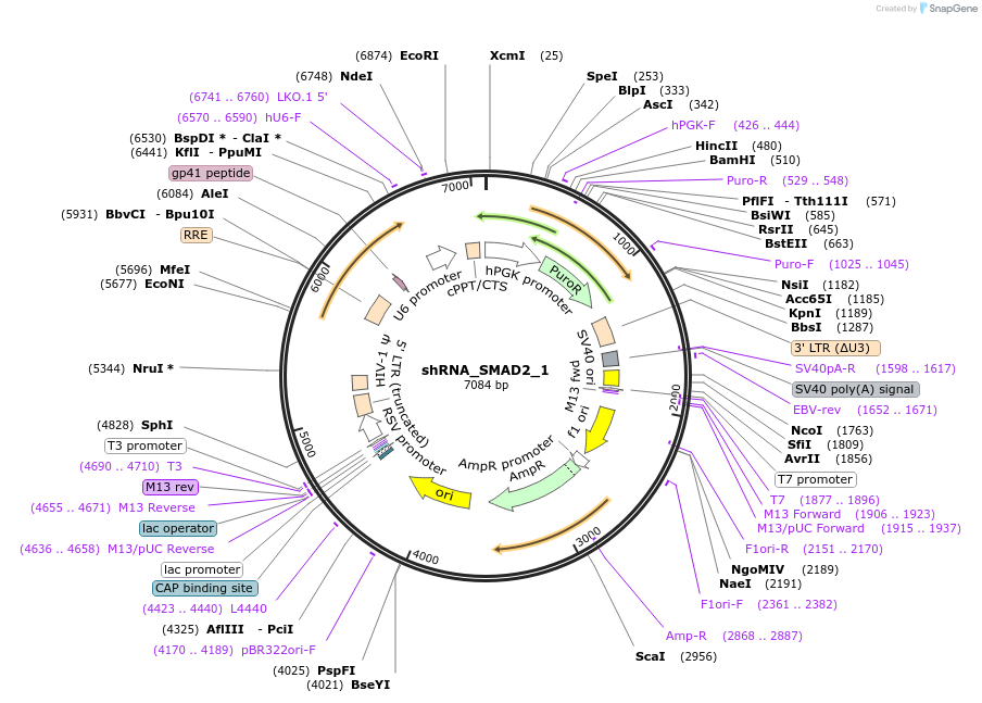 215204-plasmid-map-sequence-id-461198