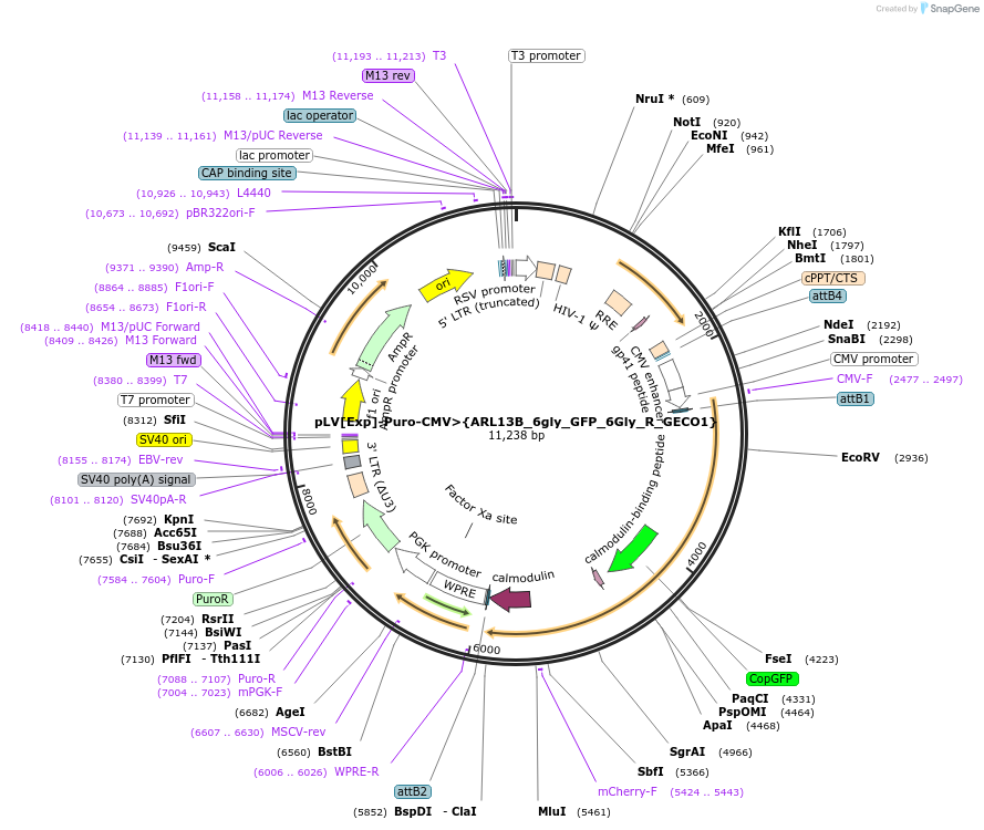 232880-plasmid-map-sequence-id-461206