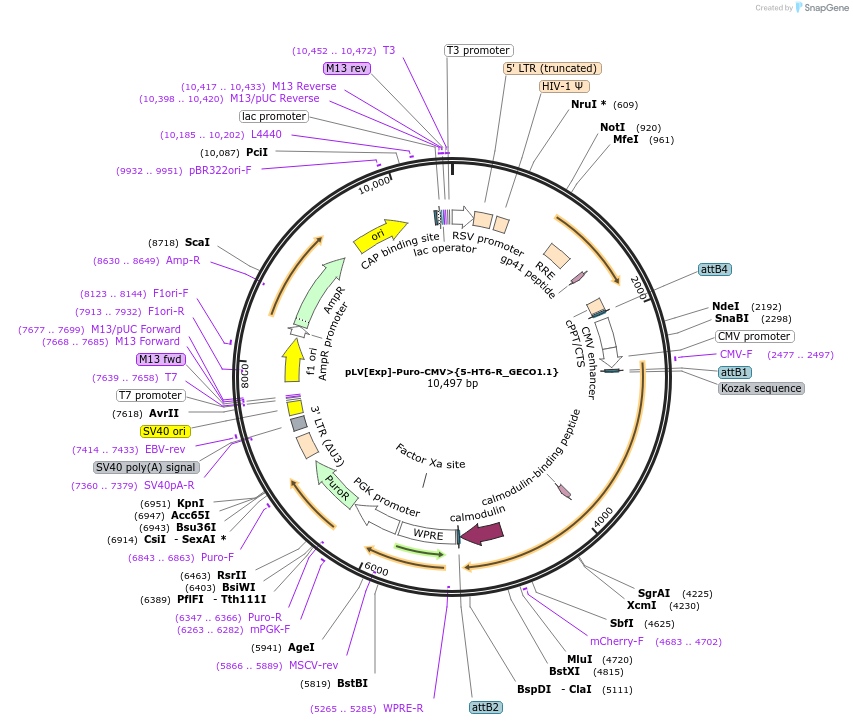 232879-plasmid-map-sequence-id-461207