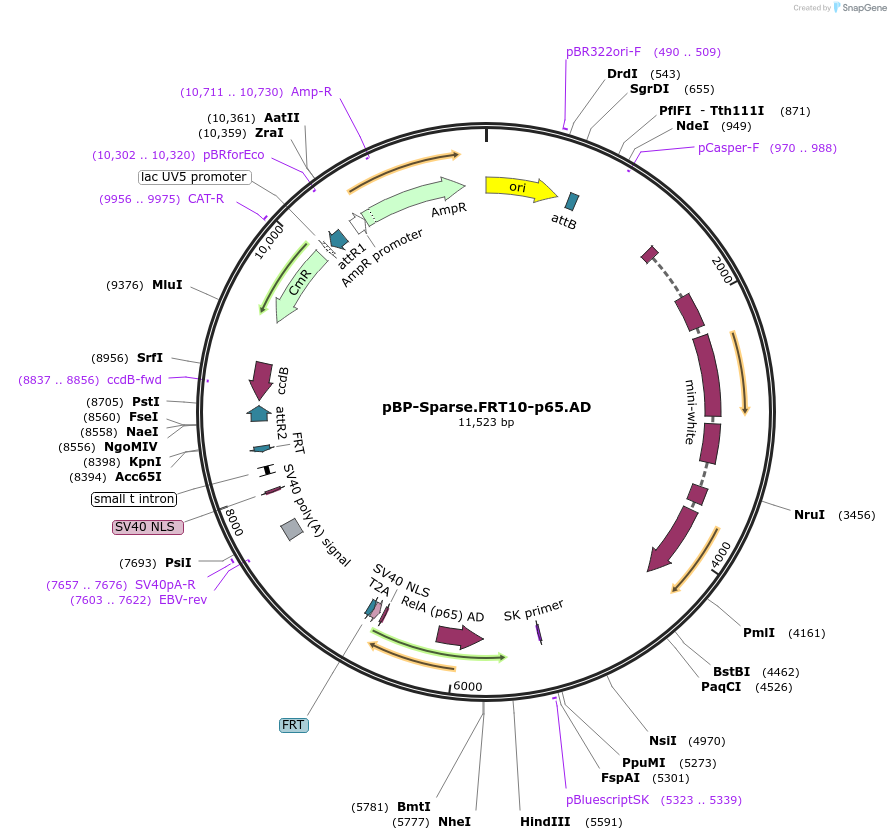 232830-plasmid-map-sequence-id-461208