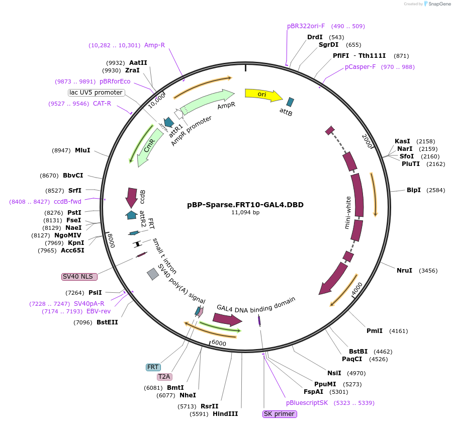 232831-plasmid-map-sequence-id-461209