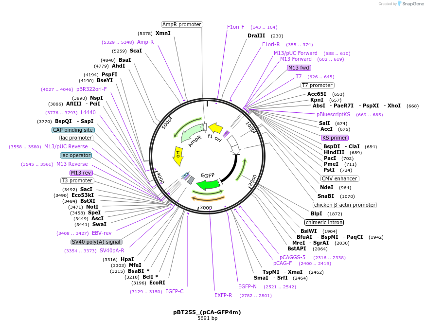 36877-plasmid-map-sequence-id-46121