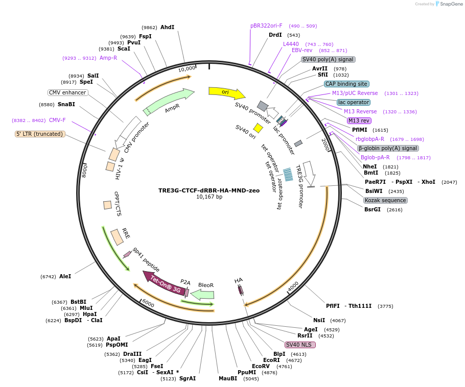 232802-plasmid-map-sequence-id-461214