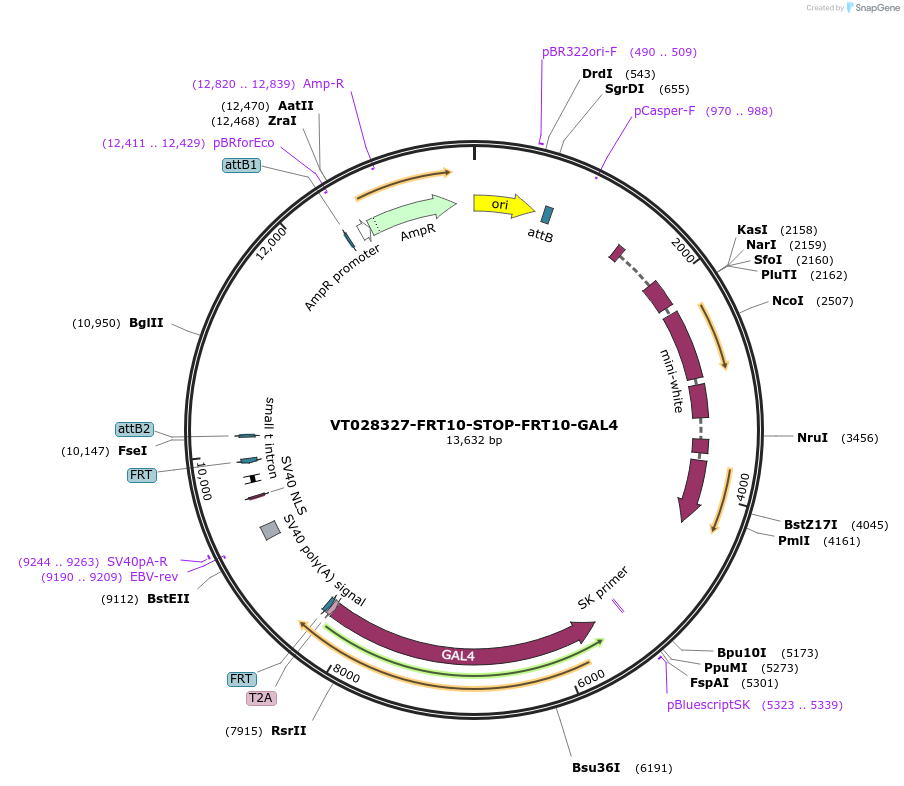232829-plasmid-map-sequence-id-461216