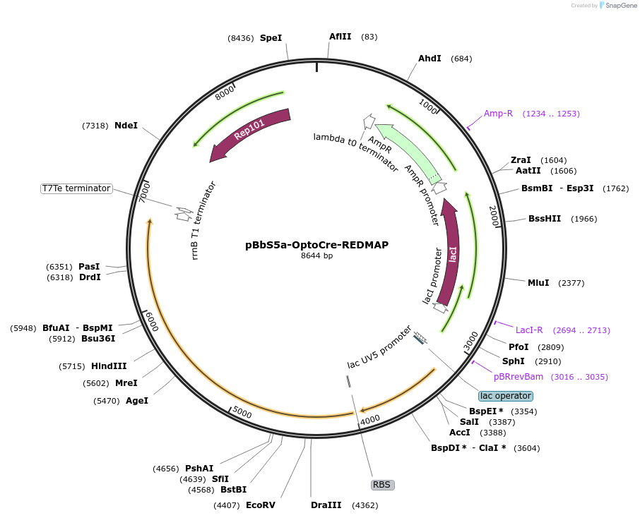 228465-plasmid-map-sequence-id-461217