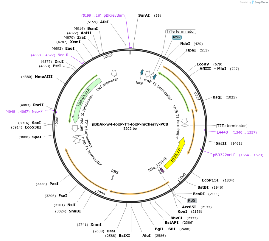 228469-plasmid-map-sequence-id-461218