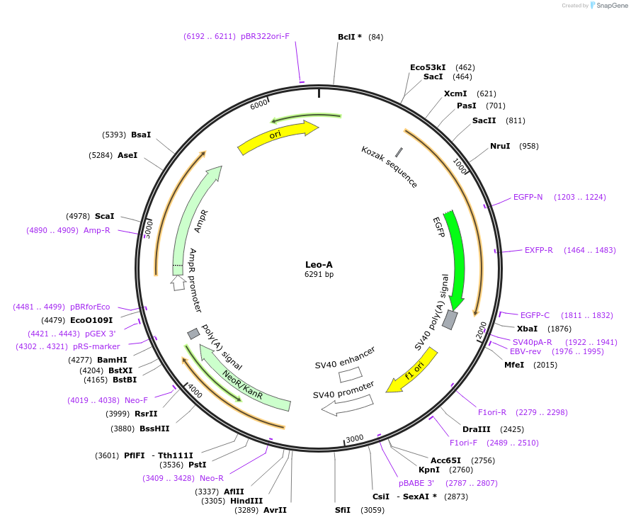228901-plasmid-map-sequence-id-461219