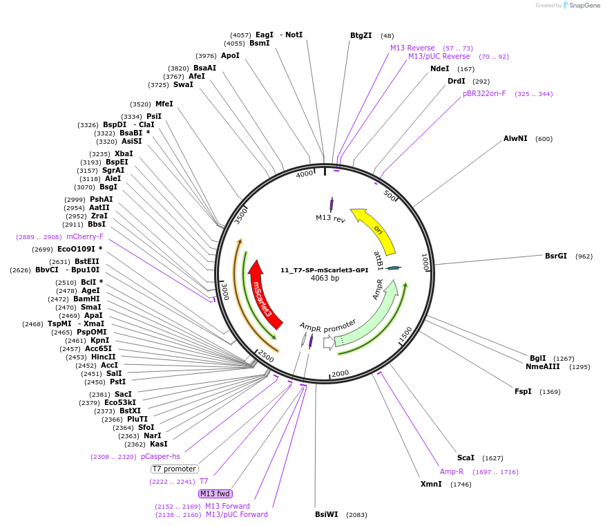 229806-plasmid-map-sequence-id-461232