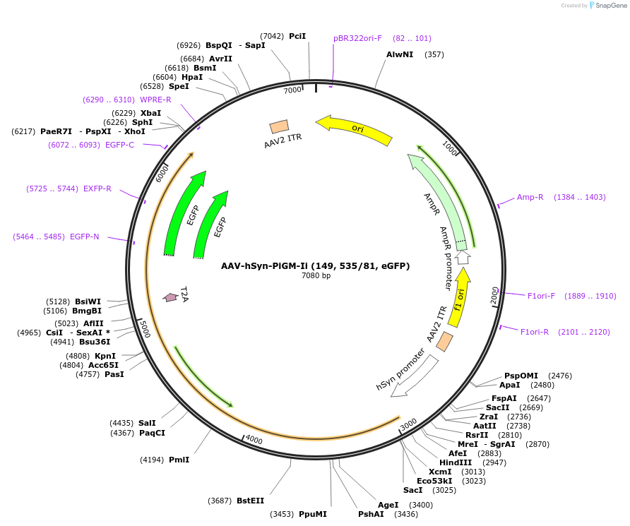 221610-plasmid-map-sequence-id-461233