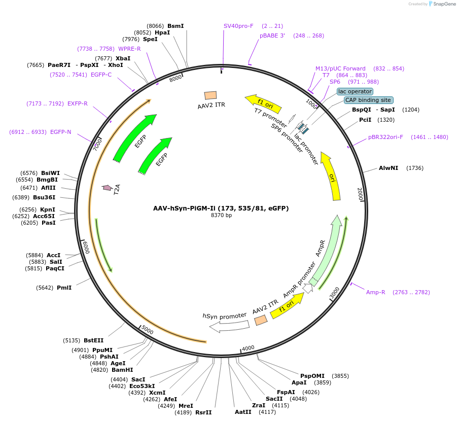221611-plasmid-map-sequence-id-461235