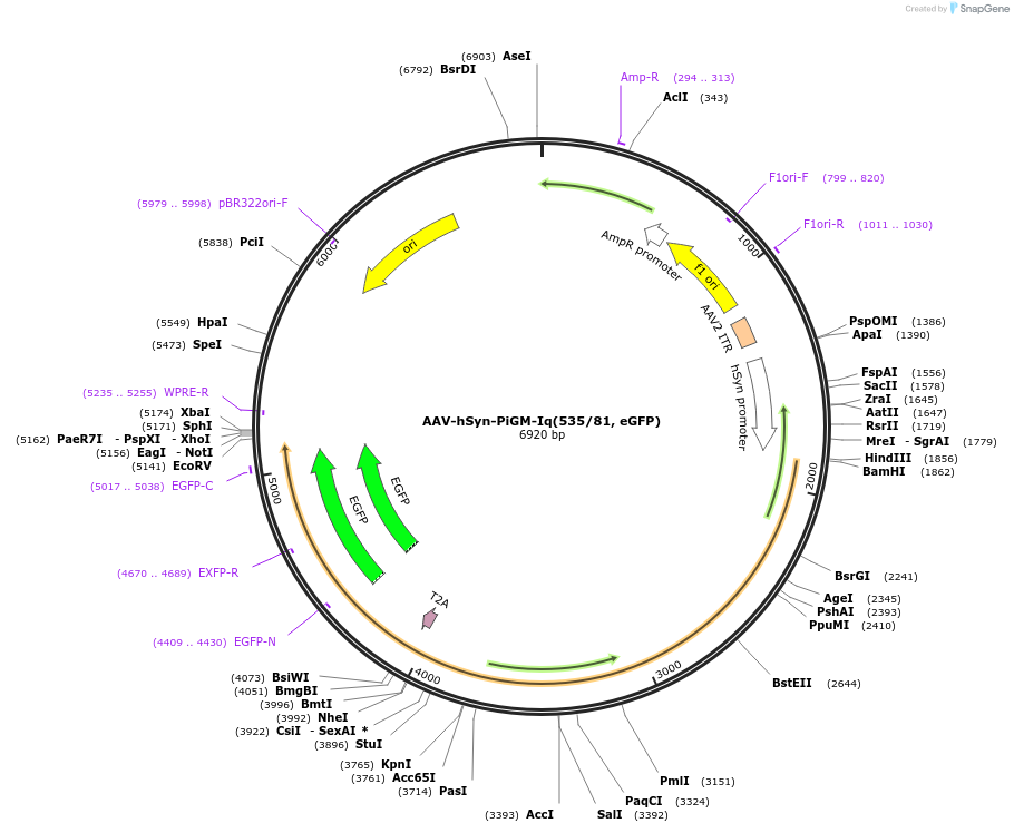 221612-plasmid-map-sequence-id-461237