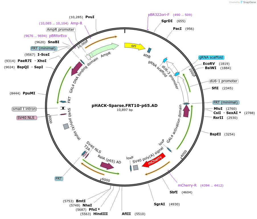 232832-plasmid-map-sequence-id-461244