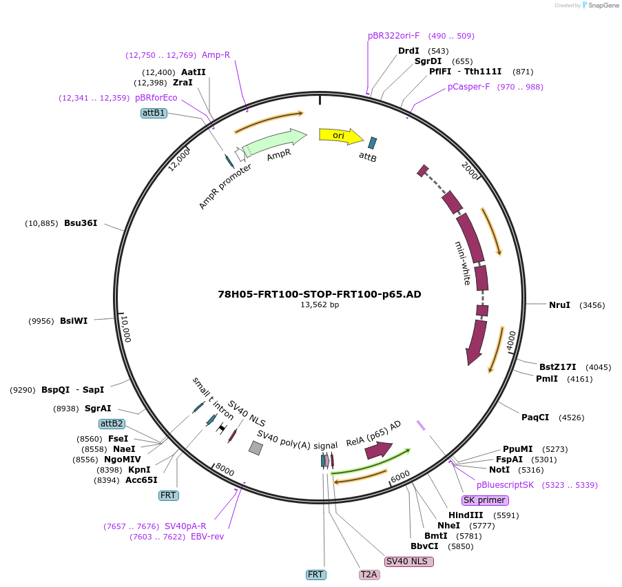 232828-plasmid-map-sequence-id-461247