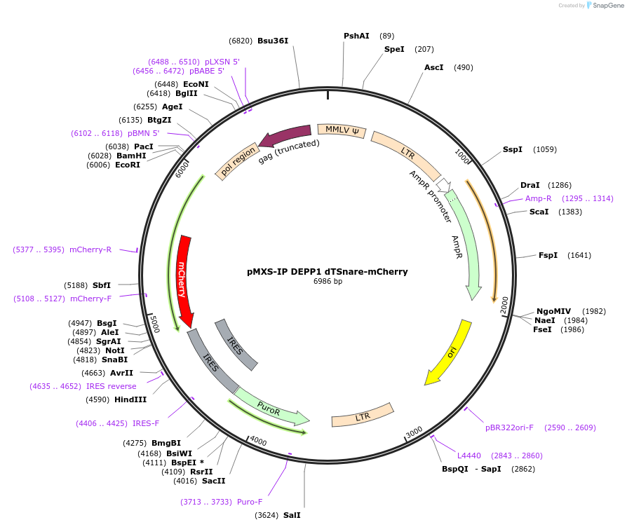 224561-plasmid-map-sequence-id-461248